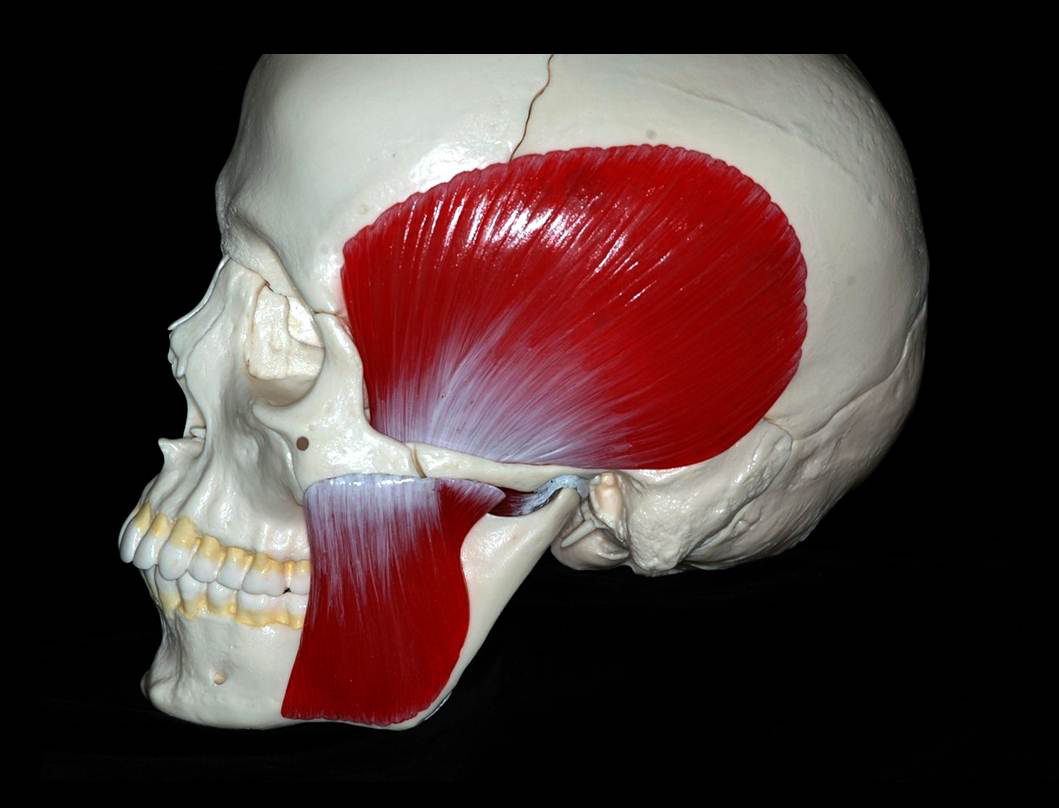 Disordini cranio mandibolari teorico